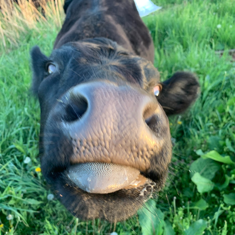 Hidden Farm Life