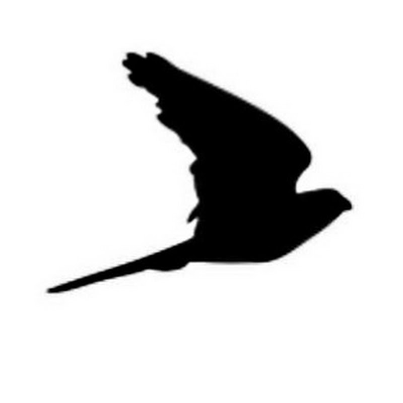 Michael Raege logo