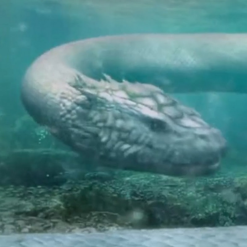 奇妙影视馆 Logo