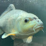 nOf5CI5OFvU-channel-avatar-Dublin Koi