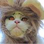 O Cat Lovers