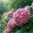 LYSqOnAsnlE-channel-avatar-Rainy Blossom Garden