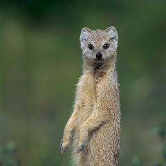 Wild Planet Hunter avatar