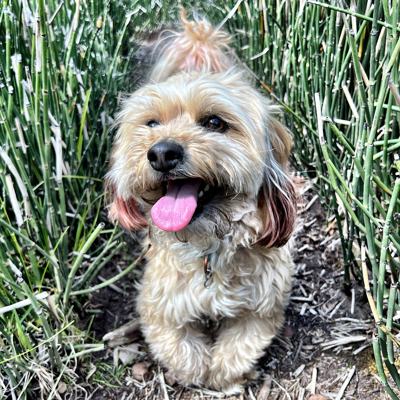 Wandering with Meatball