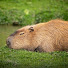 mMem7KfGK6s-channel-avatar-Capybara Film