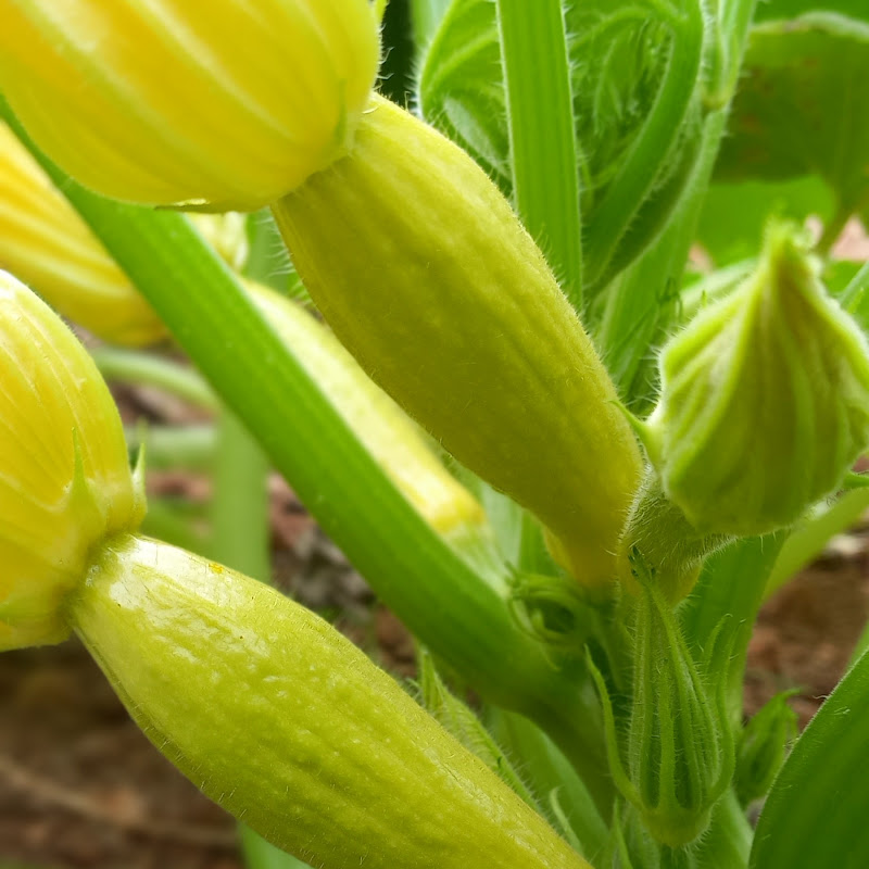 عالم الزراعة والسياحة