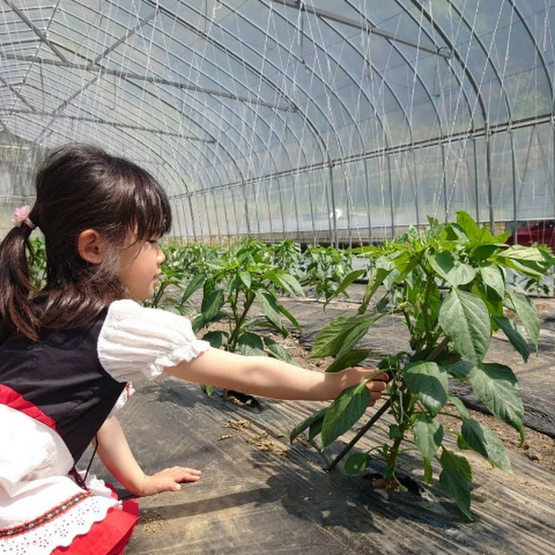 ピーマンブログ   チャンネル