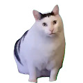 猫ミームニュース速報