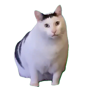 猫ミームニュース速報