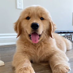 Doggozdose