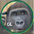 6oVqZzLeP0w-channel-avatar-Gorilla Life (GL Ryan) / ゴリラ ライフ