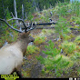 Cellular Trail Camera Videos