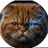 qI4bK8Waaqo-channel-avatar-SI OYEN UNIVERSE
