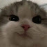 5fmTK7ExOjk-channel-avatar-nightlynx