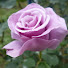 7Ou2xfWZZok-channel-avatar-魂の声を聞くお手伝いroseの部屋