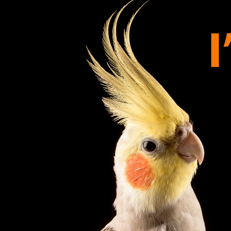 Birb Gaming RTM