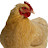 avatar of @chicken-x5s