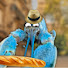 -UdTbj_ehcc-channel-avatar-Bluelobster 