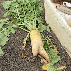 さかもと