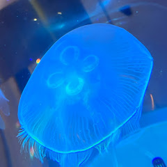し〜らかんす🐟