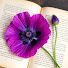 MmEOSbpLAVk-channel-avatar-Purple Poppy