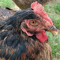 pets world maa Image Thumbnail