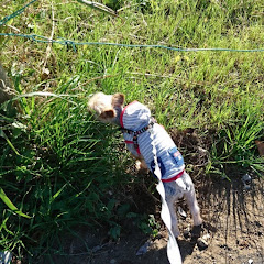 サツマイモ大好きヨーキータロ＾＾アイコン画像