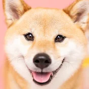 豆柴富とのふたり暮らし