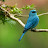@bluebird2210