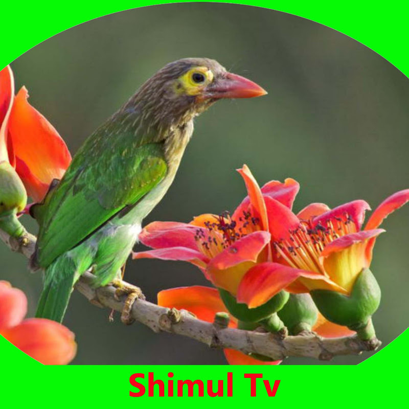 Shimul Tv