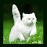 FfvzfosFPeM-channel-avatar-Tong Cat