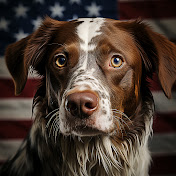Brittany Dog USA