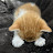 @Kitten_and_puppy
