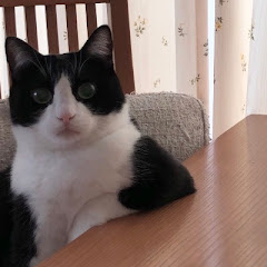 Stranger Catアイコン画像