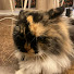 Wq0u5nfQug0-channel-avatar-potato calico ordinary cat