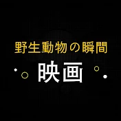 野生動物の瞬間の映画