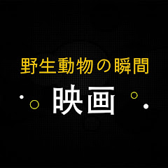 野生動物の瞬間の映画アイコン画像