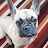 A French bulldog named Esther