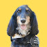 jo3GsE7isqc-channel-avatar-FRITLAND / ミックス犬のフリット