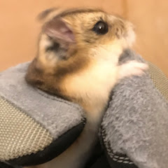 Shion Cocoのアメリカ生活Vlog