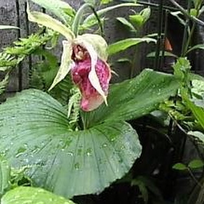 糸吉←いときち