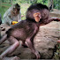 vkxK7p1khAE-channel-avatar-Monkeys Herd