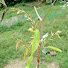 bEzjdmWBYBQ-channel-avatar-Grafting Channel