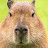 @Capybara_top_YT