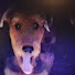 Dd1XCov7mh8-channel-avatar-My four dogss