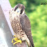 UcP-dFgWFew-channel-avatar-Sylvia's Raptor Cam Video Clips 