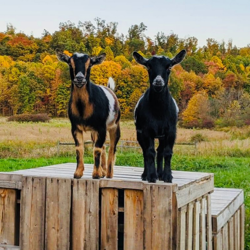 Yoder Valley Farm