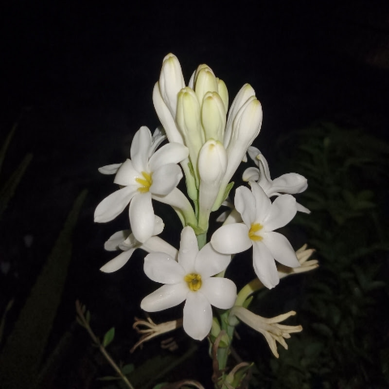 Hariom Garden Diary