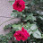 @rosa2220