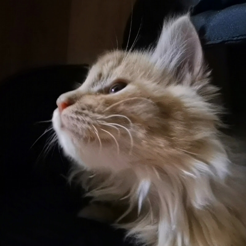 🐱Guangkun's papa🦁